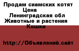 Продам сиамских котят › Цена ­ 1 500 - Ленинградская обл. Животные и растения » Кошки   